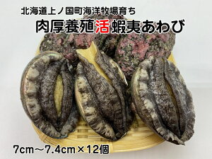 yӂ邳Ɣ[ŁzCmq炿{Bڈ΂сi7cm`7.4cm×12j@Ar@鸁@CN@Yn@ށ@C̍K@@G]Ar@①@Ar@BBQ@o[xL[@ڈ