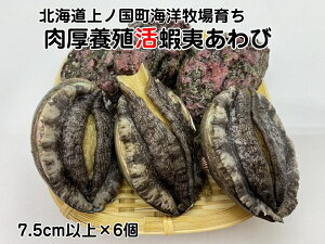 yӂ邳Ɣ[ŁzCmq炿{Bڈ΂сi7.5cmȏ×6j@Ar@鸁@CN@Yn@ށ@C̍K@@G]Ar@①@Ar@BBQ@o[xL[@ڈ