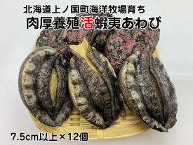 【ふるさと納税】海洋牧場育ち養殖活蝦夷あわび（7.5cm以上×12個）　活アワビ　鮑　海鮮　産地直送　魚介類　海の幸　おせち　エゾアワビ　冷蔵　アワビ　BBQ　バーベキュー　蝦夷鮑