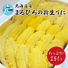 【ふるさと納税】【2026年発送】まるひろ橘水産の折生うに（約250g）　雲丹　ウニ　キタムラサキウニ　人気商品 北海道産うに　直送