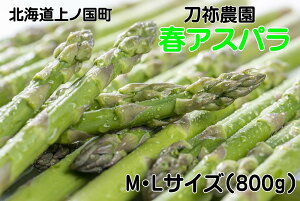 yӂ邳Ɣ[Łzy2026NtzI_̒̂tAXp@M`Li800gj@O[AXp@̂@_ƒ@VN@Â@t؁@{؁@Yi@kCY