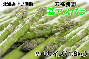 yӂ邳Ɣ[Łzy2026NtzI_̒̂tAXp@M`Li1.8kgj@O[AXp@̂@_ƒ@VN@Â@t؁@{؁@Yi@kCY
