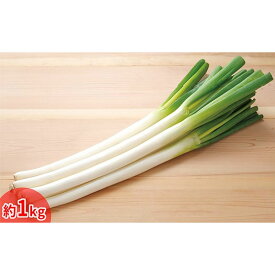 【ふるさと納税】今金産軟白長ねぎ 約1kg F21W-247