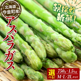 【ふるさと納税】 【先行予約】＜選べる容量・サイズ＞ 朝採れ新鮮アスパラ M・L・2Lサイズ （2025年3月下旬～6月中旬または7月上旬～9月上旬頃発送） 野菜 秀品 北海道産 バーベキュー BBQ キャンプ 旬野菜 アスパラガス 栄養満点 冷蔵発送 F21W-462var