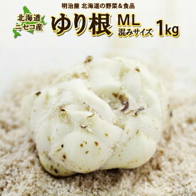 【ふるさと納税】【先行予約】北海道ニセコ町 ゆり根M-L混みサイズ1kg【2026年産】【3200301】