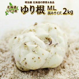【ふるさと納税】【先行予約】北海道ニセコ町 ゆり根M-L混みサイズ2kg【2026年産】【3200401】