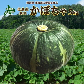 【ふるさと納税】〈早期予約・数量限定〉北海道ニセコ町 かぼちゃ5kg【2026年産】【3200602】