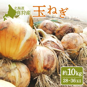 yӂ邳Ɣ[ŁzkC^둺Y@ʂ˂i10kg28`36ʑOjy01213z