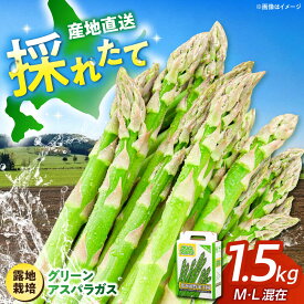 【ふるさと納税】【2026年5月上旬以降順次発送】北海道 グリーンアスパラガス 1.5kg （M・L混在/露地栽培）《喜茂別町》【久保田農園】 アスパラ アスパラガス グリーンアスパラ 冷蔵 26年発送 [AJAM001] 13000 13000円