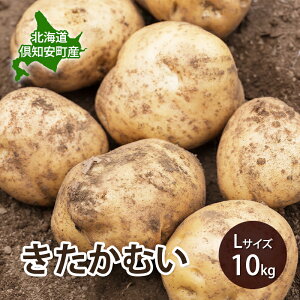 yӂ邳Ɣ[Łzy 2026N o s\ z kC m Y Ⴊ ނ L TCY 10kg n鏒   O[A[Xt@[ _   Yn@͂F2026N9{`