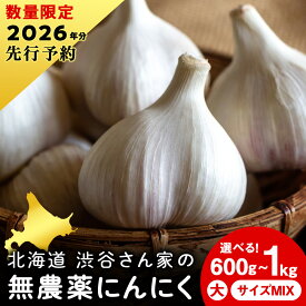 【ふるさと納税】2026年分予約【数量限定】渋谷さん家の「無農薬 にんにく」 選べる600g～1kg 大・中・小サイズ北海道ふるさと納税 積丹町 ふるさと納税 北海道 野菜 無農薬栽培 にんにく 大蒜 無農薬野菜 通販 ギフト 贈答品 贈り物