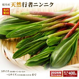 【ふるさと納税】「先行予約開始！」積丹産天然行者ニンニク 選べる300g・400g （1パック100g）北海道ふるさと納税 積丹町 ふるさと納税 北海道 山菜 行者ニンニク 北海道産