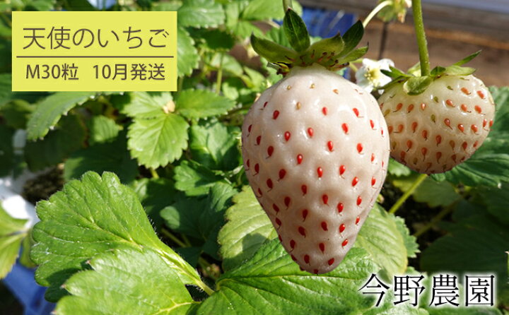 楽天市場 ふるさと納税 10月発送 今野農園いちご 天使のいちご 登録商標 Ae エンジェルエイト M30粒 北海道仁木町産 果物類 いちご 苺 イチゴ 天使のいちご フルーツ お届け 22年10月上旬 末日 北海道仁木町