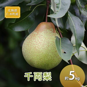 yӂ邳Ɣ[Łz[st] kC mؒY 痼 5kg  iV ʕ  t[c s\ [̒@艀]@͂F2025N9{`11{