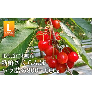 �y�ӂ邳�Ɣ[�Łz�k�C�� �m�ؒ��Y �������� (L�T�C�Y�ȏ�j800g�`900g ������ ���� �g�G��@�T�N�����{ �`�F���[ �t���[�c �ʕ� �ʕ��� �M�t�g�m�ؒ� �m�� [�������̂̊}�䉀]�@���͂��F2026