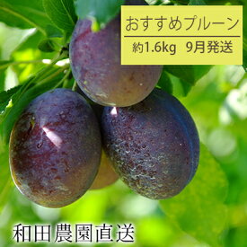 【ふるさと納税】【9月発送】和田農園のおすすめプルーン1.6kg（北海道仁木町産）　【果物類・フルーツ・果物詰合せ・プルーン・1.6kg】　お届け：2024年9月上旬～末日