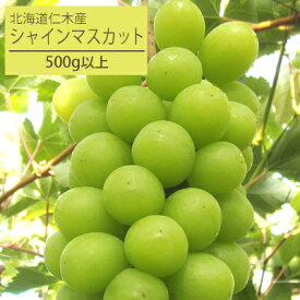 【ふるさと納税】[先行受付] 北海道 仁木町産 厳選品 シャインマスカット1房（500g以上） 果物 ぶどう フルーツ 果物類 ブドウ マスカット [松山商店]　お届け：2026年10月10日～11月10日まで