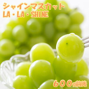 yӂ邳Ɣ[Łz[st] JAV VC}XJbgwLAELAESHINEiEEVCjx 1[ 600gO ʕ t[c Ԃǂ {̉ʕ Yn kCY mؒY ϔ [JAV