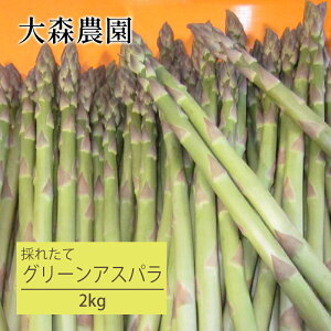 yӂ邳Ɣ[Łz[st] kC mؒY O[AXp 2kg AXp  VN H t {̖ kCY kC Y {Y [X_]@͂F2026N51`526