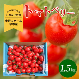 【ふるさと納税】【先行予約】2026年 初夏発送 しおかぜの畑 中野ファーム 余市産 トマトベリー 1.5kg ミニトマト 爽やかな甘みと酸味 余市町産 シリパ岬 小粒 フルーツのような甘さ トマト おやつ お取り寄せ 北海道 余市 送料無料