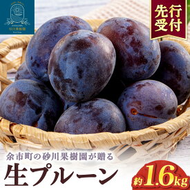 【ふるさと納税】【 先行予約：2026年8月中旬より発送 】余市の砂川果樹園が贈る【 余市の 生プルーン 】 1.6kg 期間限定 フルーツ 国産 健康 消化促進 プルーン 甘酸っぱい 老化防止 鉄分 スムージー 小分け ギフト 贈り物 ジャム お取り寄せ 北海道 余市町 送料無料