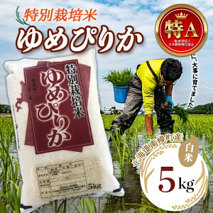 yӂ邳Ɣ[Łzʍ͔| ߘa7NY ߂҂肩iāj5kg 2024N10Jn NP1-242