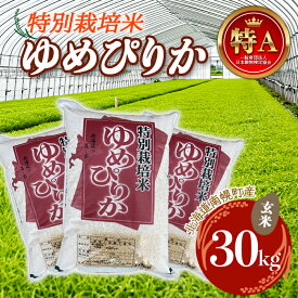 【ふるさと納税】特別栽培米 ゆめぴりか（玄米）30kg 令和4年度米 2022年10月発送 NP1-060