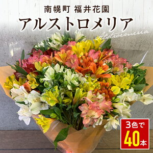 yӂ邳Ɣ[Łz䂳̃AXgA 40{ NP1-280