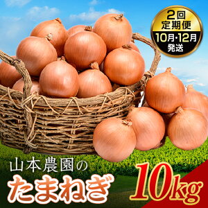 yӂ邳Ɣ[ŁzkCY ܂˂ uR{_̂܂˂vL`LTCYO 10kg 2(10E12) yY ʂ˂ ^}lM ʔK NP1-307