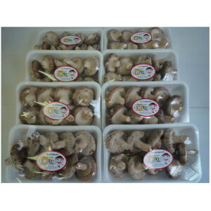 yӂ邳Ɣ[Łz@170gpbN×8yzsnFzy1273915z