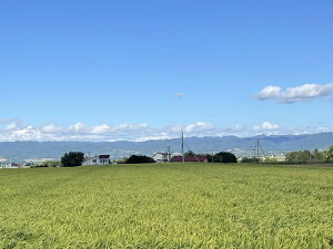 【ふるさと納税】令和7年産 ななつぼし 玄米30kg(令和7年10月下旬〜順次発送予定)