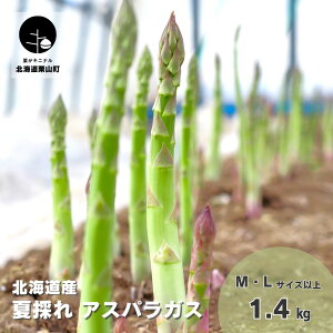 yӂ邳Ɣ[Łzys\zkCYuč̂IkCAXpKXvs700gE1.4kgt