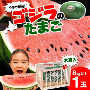 yӂ邳Ɣ[ŁzkC  XCJ SŴ܂ ؔ 1 8kg 2026N7{菇o  Z ʕ t[c {  Md Â j[N Y Yn Mtg i 