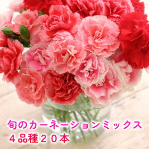 yӂ邳Ɣ[ŁzIׂz kC J[l[V ~bNX 4i 20{ȏ  ԑ ؉ u[P { G lߍ킹  t[ AWg Yn @͂F2025N5`11