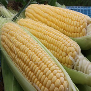 yӂ邳Ɣ[ŁzƂ낱 CG[ 5kg 12{`14{  ₳ kC YP  y2026N8{`2026N8{\z yVX[p[SALE 9J