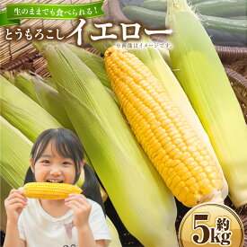 【ふるさと納税】とうもろこし イエロー 約5kg 約12本～14本 野菜 やさい 北海道 浦臼町 送料無料 【2026年8月上旬～2026年8月下旬発送予定】