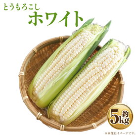 【ふるさと納税】 とうもろこし ホワイト 約5kg 約12本～14本 野菜 やさい 北海道 浦臼町 送料無料【2026年8月上旬～2026年8月下旬発送予定】