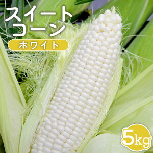 【ふるさと納税】【先行受付】 スイートコーン (ホワイト) 5kg 【令和8年8月1日頃〜15日頃発送】 オンライン 申請 ふるさと納税 北海道 新十津川 北海道産 とうもろこし トウモロコシ 野菜