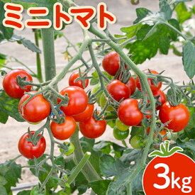 【ふるさと納税】【先行受付】【先行受付】 ミニトマト 3kg 【令和7年7月下旬～9月発送】 オンライン 申請 ふるさと納税 北海道 新十津川 北海道産 トマト キャロル7 野菜 やさい 大容量 新十津川町【1200601】