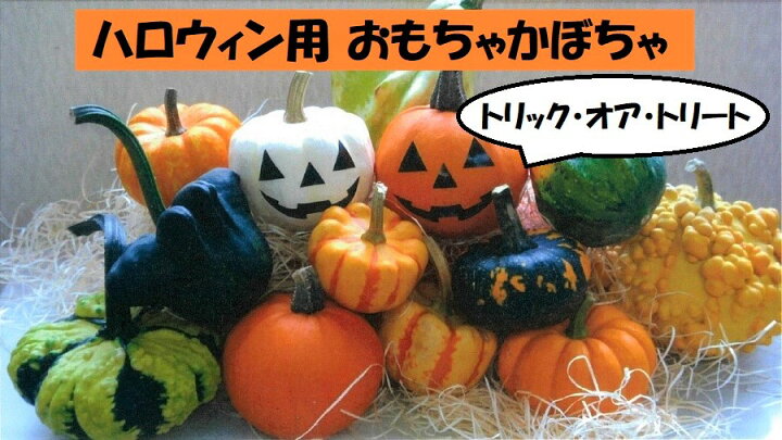 楽天市場 ふるさと納税 ハロウィン用おもちゃかぼちゃ 北海道秩父別町