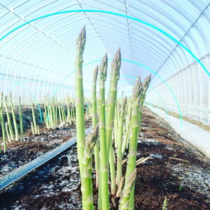 yӂ邳Ɣ[ŁzA133 ys\zt肨͂!قǊÂykCY t̃AXpKXz 1kg 2L-3Li\tjkC 鐲 _