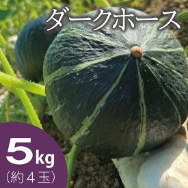 【ふるさと納税】【2026年産】 かぼちゃ 北海道 5kg 甘い ホクホク 当麻町 阿部ファーム ダークホース カボチャ 南瓜 野菜 お取り寄せ 送料無料