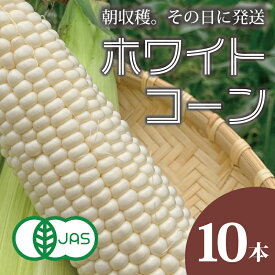 【ふるさと納税】 2026年産予約 ホワイトコーン 有機栽培 無農薬 無化学肥料 北海道 甘い とうもろこし トウモロコシ コーン 北海道産 野菜 アサンテファーム 朝採り 朝採れ 新鮮 旬 コーン 数量限定 送料無料 当麻町 お取り寄せ
