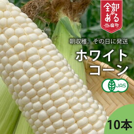 【ふるさと納税】 2026年産予約 ホワイトコーン 有機栽培 無農薬 無化学肥料 北海道 甘い とうもろこし トウモロコシ コーン 北海道産 野菜 アサンテファーム 朝採り 朝採れ 新鮮 旬 コーン 数量限定 送料無料 当麻町 お取り寄せ