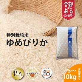 【ふるさと納税】ゆめぴりか特別栽培米 ※令和8年産新米※舟山農産 北海道米 送料無料（選べる 単品／定期便）5kg 10kg 1回 3回 6回 12回 米食味鑑定士 お米マイスター 監修 栽培 安全安心 食育 お取り寄せ 北海道 当麻町 米どころ 特A