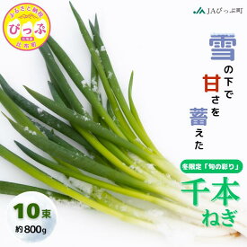 【ふるさと納税】【2026年1月発送】比布町産ねぎ（千本ねぎ）「旬の彩り。」 10束【JAぴっぷ町】ねぎ ネギ 葱 長ネギ 冬限定 野菜 特産 北海道 比布町 ぴっぷ 1001-008
