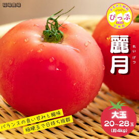 【ふるさと納税】「麗月」れいげつ 大玉 20〜28玉 約4kg【稲場農場】トマト とまと 野菜 甘み 酸味 濃厚 ジューシー 産地直送 北海道 比布町 ぴっぷ 1024-002