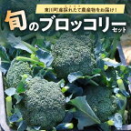 【ふるさと納税】【7月下旬発送】旬の採れたて野菜「ブロッコリーセット」