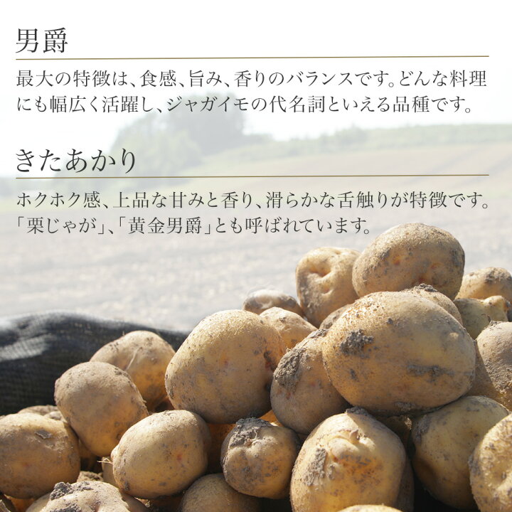 ふるさと納税 先行予約 じゃがいも 男爵・北あかり 5kg 10kg 令和8年産 黒木農場 人気 おすすめ ランキング いも 芋 イモ じゃがいも ジャガイモ 男爵 北あかり きたあかり キタアカリ 北海道 野菜 006-27 北海道美瑛町