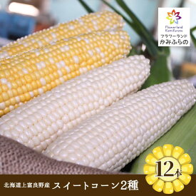 【ふるさと納税】【令和8年産】北海道 上富良野 町産 スイートコーン 2種 セット 食べ比べ バイカラー 6本 白色 6本 計12本 野菜 とうもろこし トウモロコシ コーン 産地直送 野菜　お届け：2026年8月中旬～8月下旬